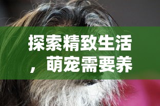 (跳跃吧!鲤鱼王官方网站)跳跃吧！鲤鱼王，探寻宝可梦世界的跳跃传奇