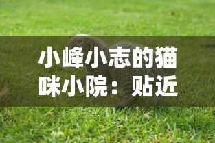 (指挥官攻略指南笔趣阁落羽)指挥官攻略指南，深度解析与常见问题解答