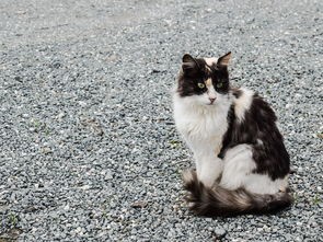 (拆弹猫怎么玩儿)拆弹猫是一款结合了益智和解谜元素的休闲游戏，玩家在游戏中扮演一名拆弹专家，需要通过逻辑推理和操作技巧来拆除炸弹。以下是对拆弹猫的玩法分析、常见问题解答以及多元化方向的分析介绍。