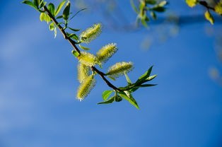 (黄粱一梦终须醒 镜花水月一场空出自)黄粱一梦终须醒，镜花水月一场空——对人生哲理的深入探讨