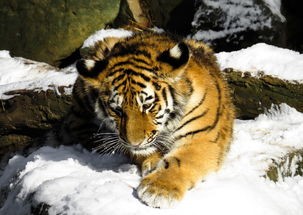 (龙与猫之国龙曜结局是什么)龙与猫之国，龙曜结局解读与多元分析