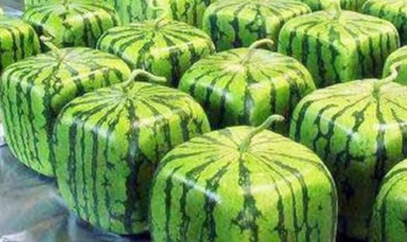 合并融合西瓜(Merge Watermelon:Get HighScore)钞票版下载-合并融合西瓜(Merge Watermelon:Get HighScore)中文版下载v.5.72